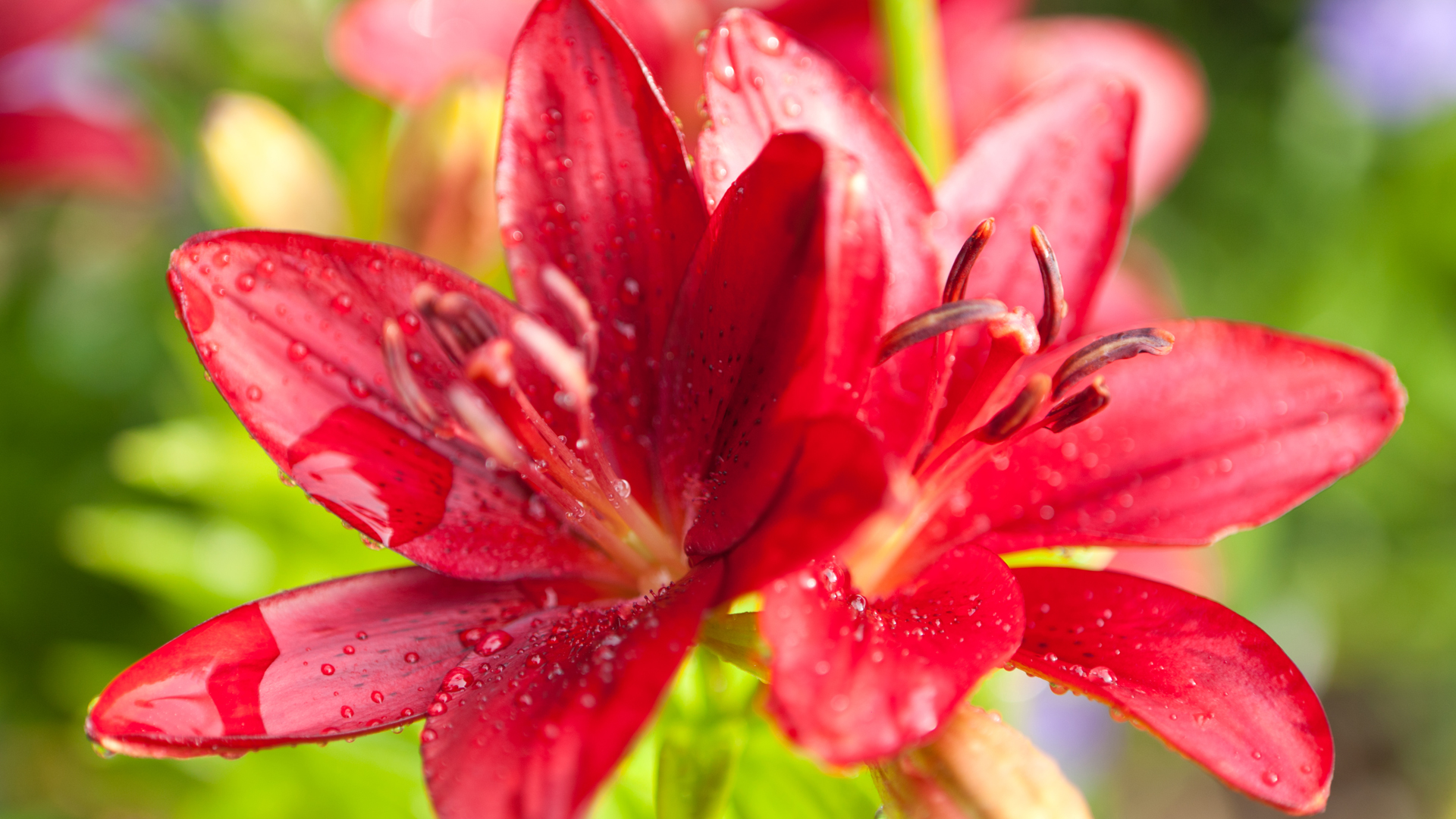 undefinedLarge red flower