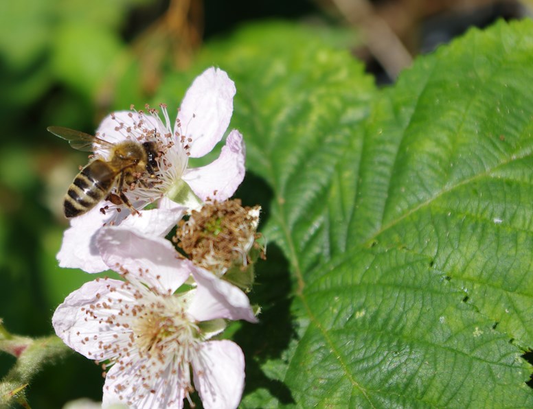 undefinedBee on bramble flower