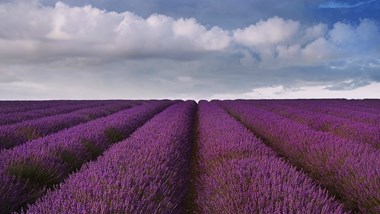 Hitchin Lavender